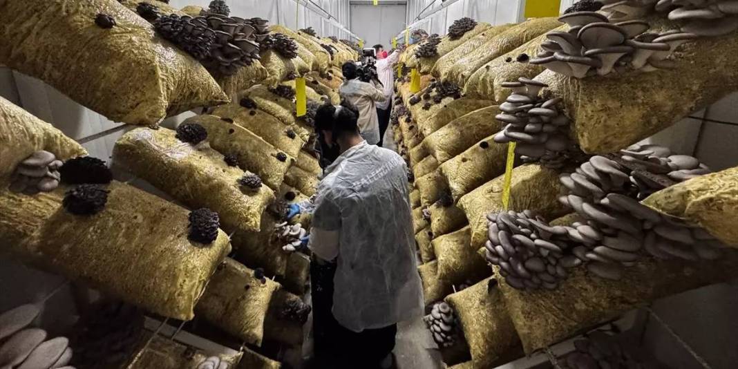 Genç girişimci üretiyor, 12 ay ürün alıyor: Zamanla ihracata geçmeyi hedefliyor 2